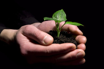 Hands holding sapling in soil