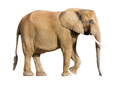 &eacute;l&eacute;phant