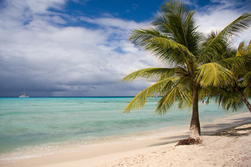 Naklejka na ściany i meble Piękna tropikalna plaża, wyspa Saona, Dominikana.