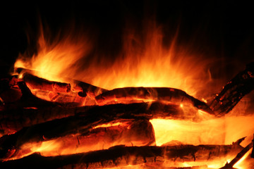 campfire in forest