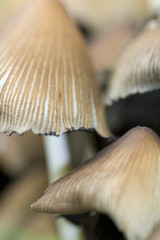Funghi 