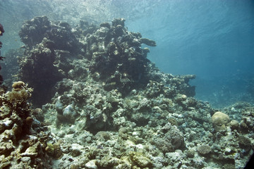 Naklejka na ściany i meble koral
