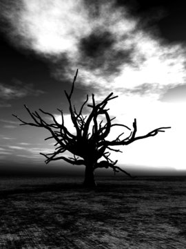 Barren Tree 232