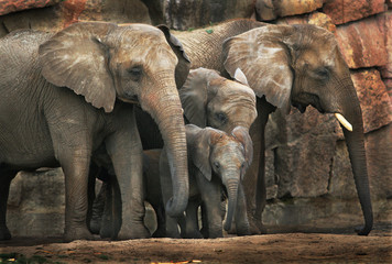Elefant