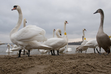 swans