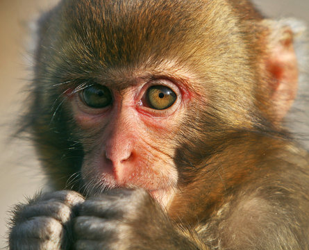 Affe