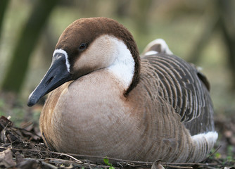 Gans