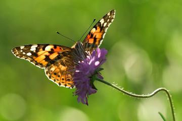 Fototapeta premium Distelfalter auf Blüte