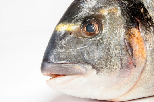 Nasenfisch Bilder Durchsuchen 1,092 Archivfotos, und