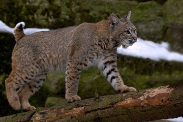 Luchs