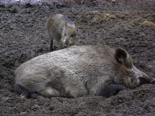 Wildschweine