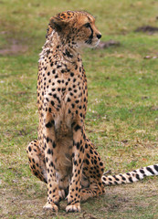 Gepard