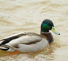 mallard