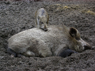 Wildschweine