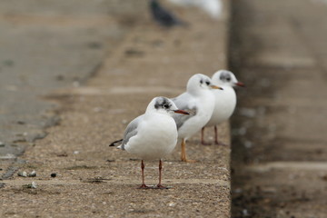three seagulls
