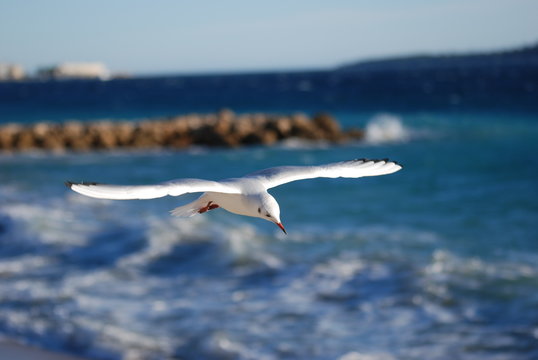 liberte