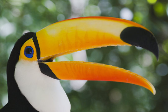Farbenpr&auml;chtiger Tukan - Ramphastos toco
