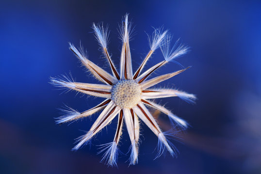 Fiore