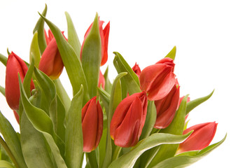 red tulips