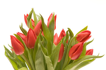 red tulips