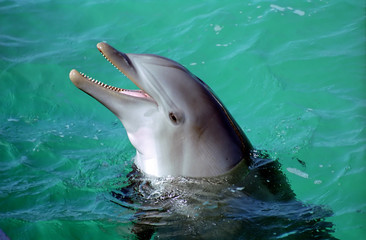 dolphin - 6136870