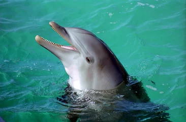 Crédence de cuisine en verre imprimé Dauphin dolphin