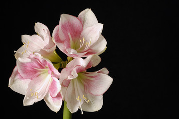 Fototapeta na wymiar amaryllis blanc et rose 1