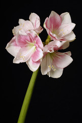 amaryllis blanc et rose 2