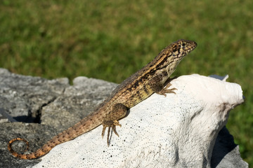 gecko taking in the heat from the sun