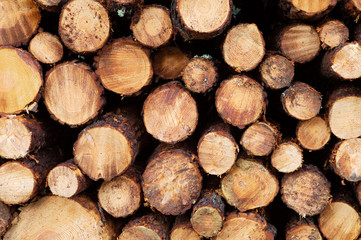 Stacked timber logs - fuel for fire -