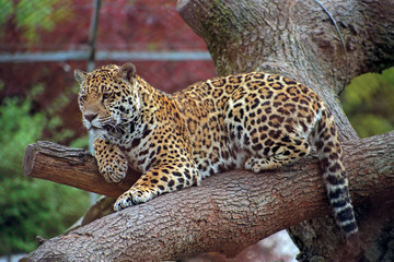 Jaguar - Panthera - leopard cat