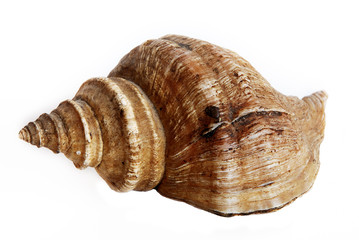 Shell isolated on white