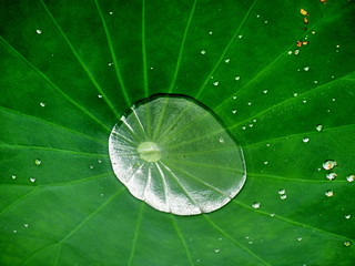 Poche d'eau dans une fleur de lotus