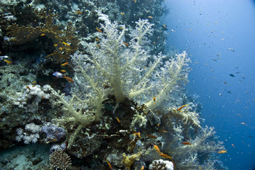 softcoral