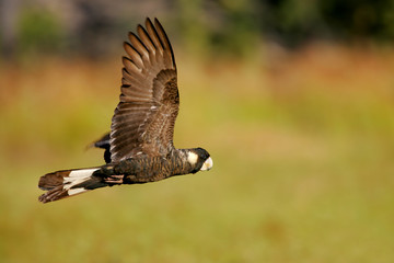 Black Cockatoo