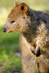 Australian Quokka
