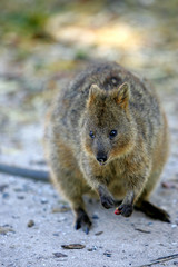 Australian Quokka