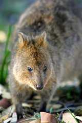 Australian Quokka