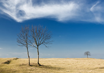 Trees on dry yellow meadow against blue sky and white clouds..