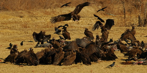 Vultures feeding