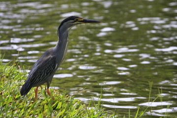 héron crabier ile Maurice