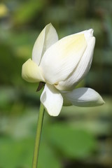 fleur de lotus jaune ile Maurice