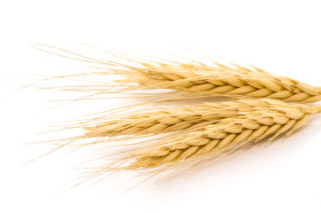 Dried rye