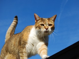 Fototapeta na wymiar Cat on garden fence, looking down