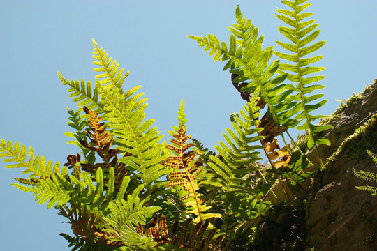 polypode vulgaire,Aveyron