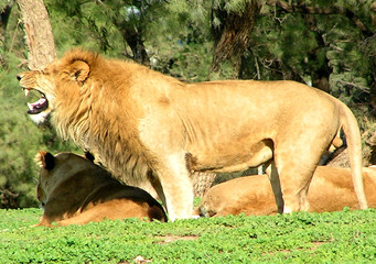 lion