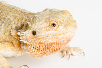 Orange Bearded Dragon