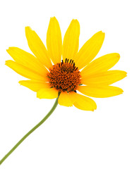 Yellow flower on isolated