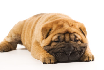 Obraz premium Funny sharpei puppy isolated on white background