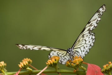 Tiger Swallowtail on a flower
